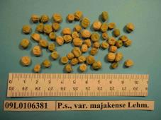 Click for 1 image(s) for this accession. Image